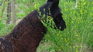 Photo n°22 de LA GRANGE DE PACHON à Aurice (Chambre d'hôtes)