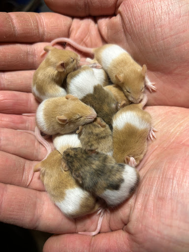 Hunter Valley Rodent Farm - Thumbnail