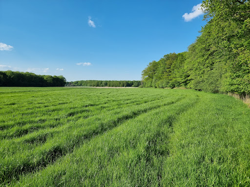 Voßlocher Wald - Thumbnail