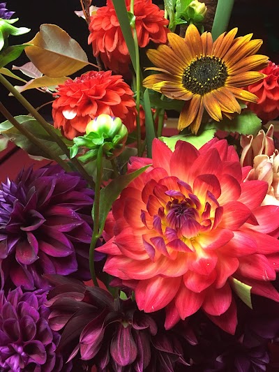 Dancing Dahlias Flowers and Farm