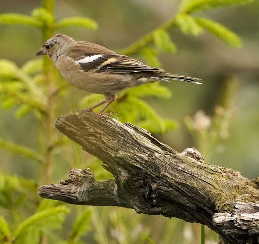 Vogelkijkhut Schaarsbergen - Thumbnail