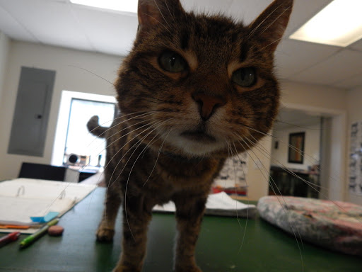 Three Oaks Pet Resort - Thumbnail