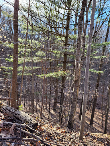 Perry State Forest - Visual
