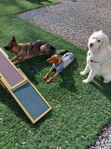 Lazy Dog Pet Salon & Daycare - Thumbnail