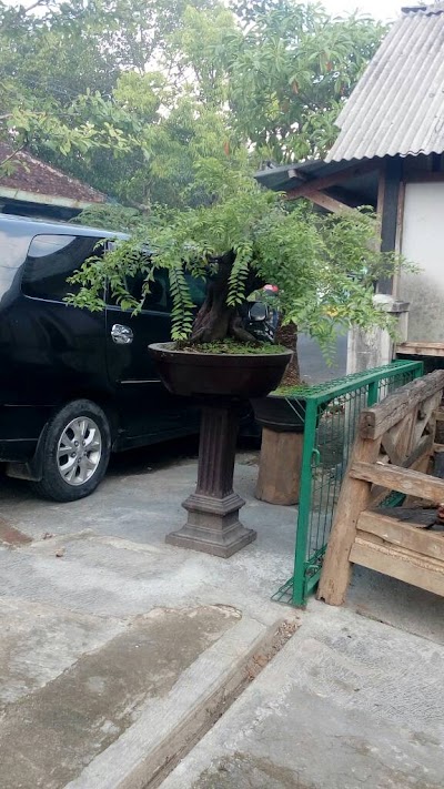 Photos of Bonsai Kunden Sari