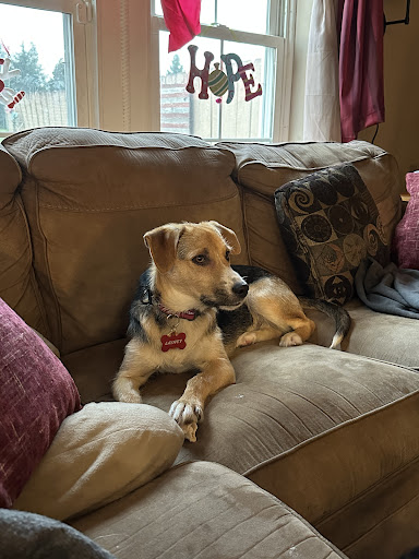 Tiny Miracles Petcare - Visual