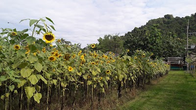 Photos of Gardens Sunflower