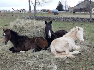 Photo n°5 de La Cavalerie du Lac à Sembadel (Centre équestre)