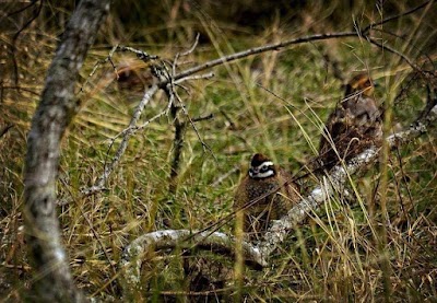 Dry Creek Ranch- Quail Hunting, Pheasant Hunting, Chukar Hunting And Red Stag Hunting In Louisiana