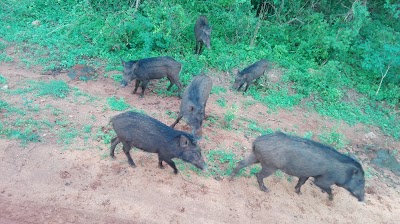 Photos of Modara Gala Rock (Yala NP)