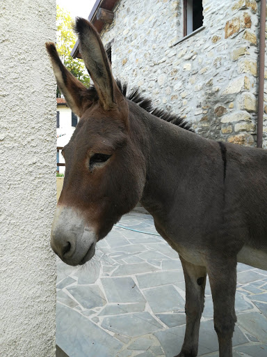 Agriturismo Angus - Thumbnail