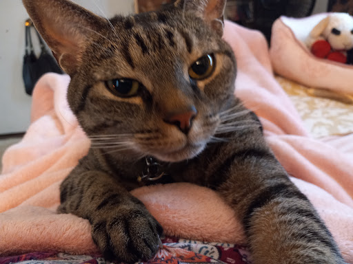 Bollinger County Veterinary - Thumbnail