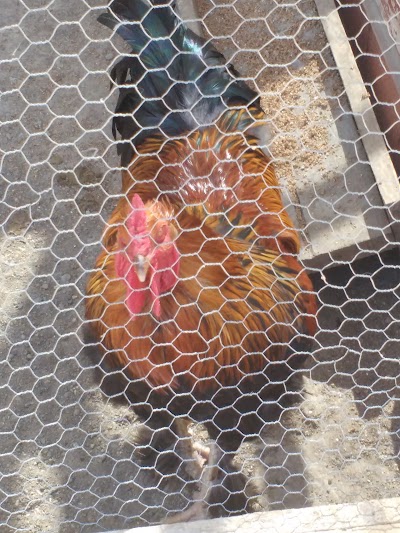 Photos of Granja Educacional De Animales