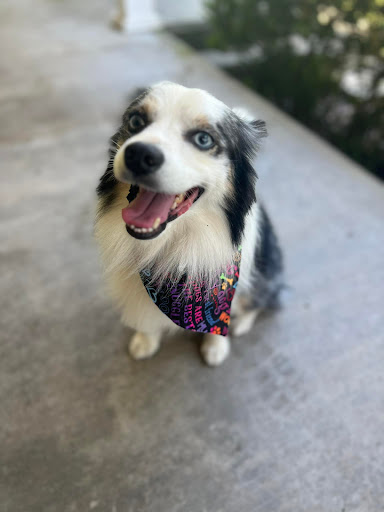 Beth's Pet Services - Visual