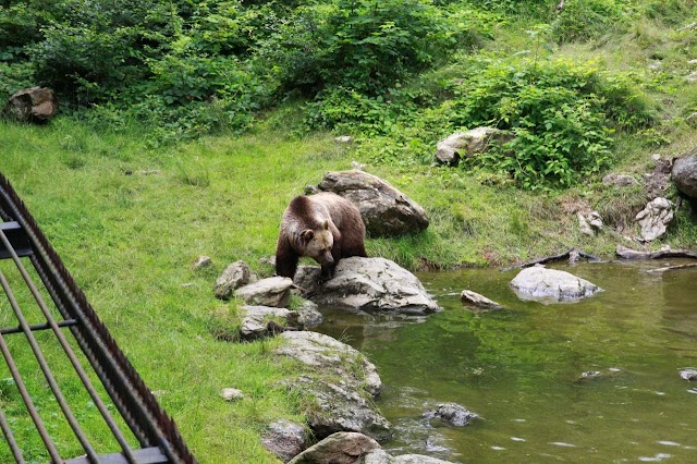 Baumwipfelpfad Bavarian Forest