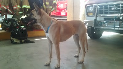 Photos of VETERINARIA Angel's