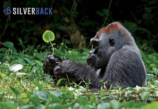 Silverback - Visual
