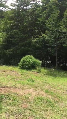 Opiniones de Choiols en Río Ibañez - Camping