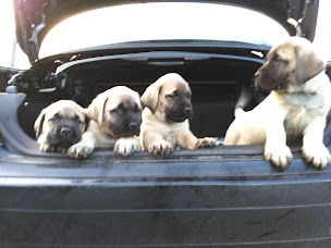 Photo n°7 de Elevage canin Les Extrêmes de la Forge Dordogne à La Chapelle-Grésignac (Éleveur de chiens)