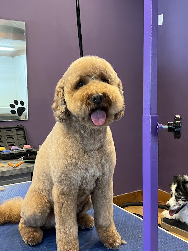 Pup Pup’s Grooming and Daycare - Thumbnail