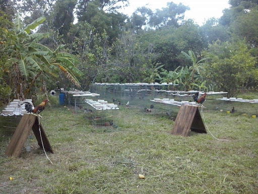 GRANJA LA INOCENCIA GALLOS DE COMBATE - Thumbnail