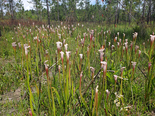 Splinter Hill Bog Preserve - Thumbnail