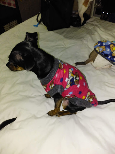 Veterinary happy dogs Xolotl - Thumbnail