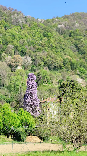 Il Glicine di Olgiate - Thumbnail