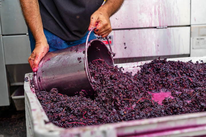 Talijancich Wines by null