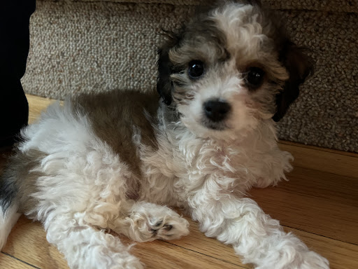 Suffolk Puppies For Sale - Thumbnail