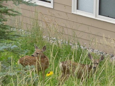 Photos of Sun Vail
