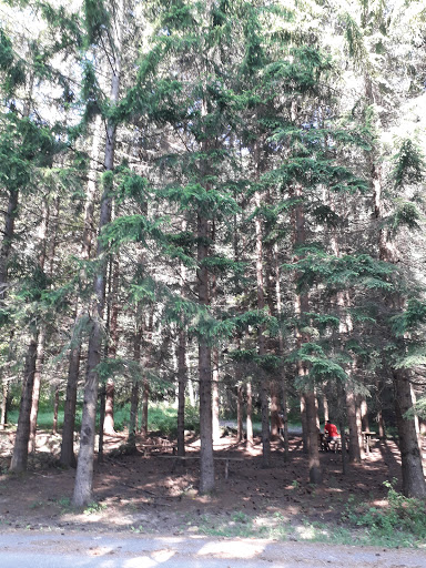 Area picnic nella pineta - Thumbnail