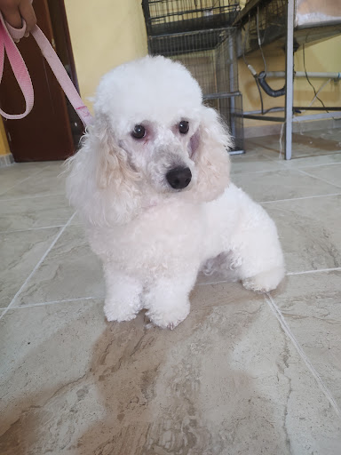 Clínica Veterinaria FeruVet