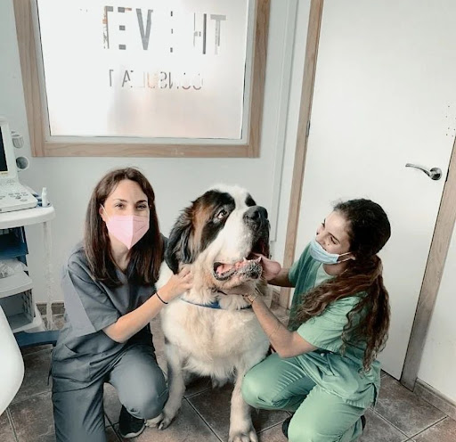 CLÍNICA VETERINARIA THE VET ALJARAFE