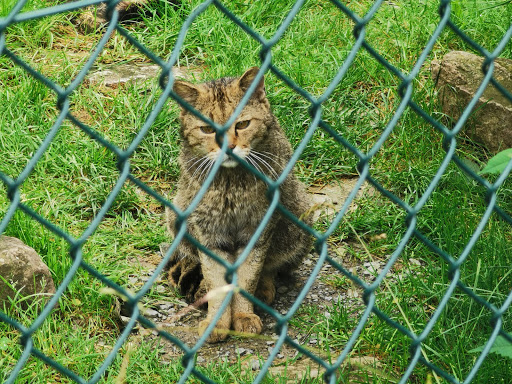 Wildcat Village Gallery - United States