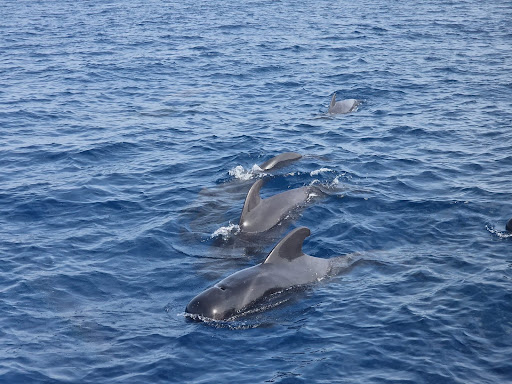 Monte Cristo Catamaran, 5-star Whale and Dolphin Tours, Boat Trips Tenerife