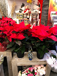 Photo n°27 de O Plus Belles Fleurs … à Contes (Fleuriste)