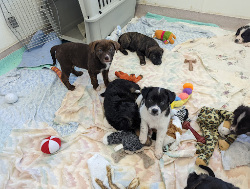 Central Dakota Humane Society - Thumbnail