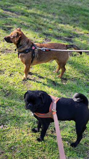 Foo of Love Dog Day Care Walking Pet Sitting Boarding Willetton Perth