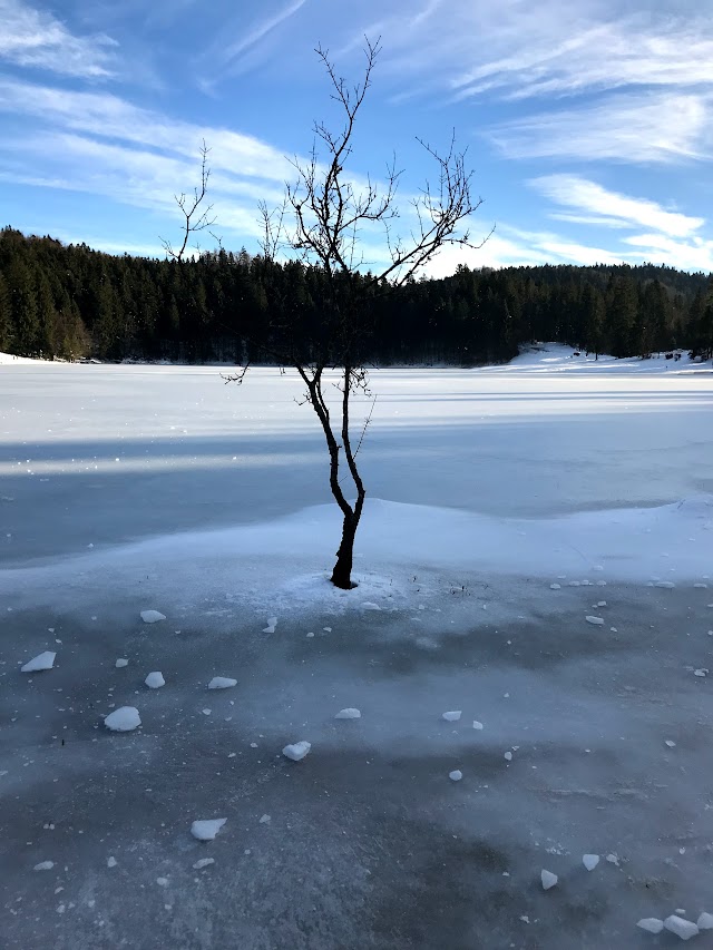 Lac Genin