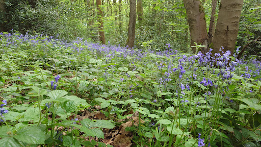 Old Park Wood - Thumbnail