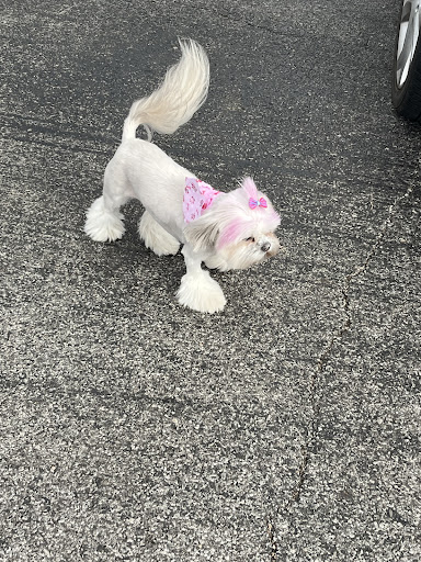 Adorable Dog - Thumbnail
