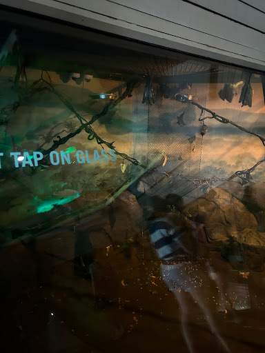 Bats exhibit - Visual