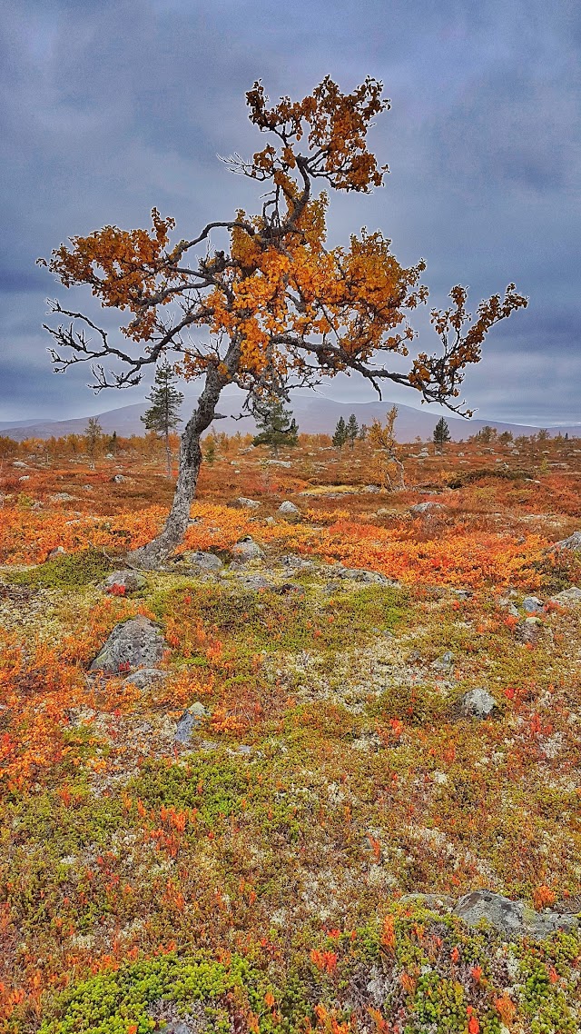 Töfsingdalens nationalpark