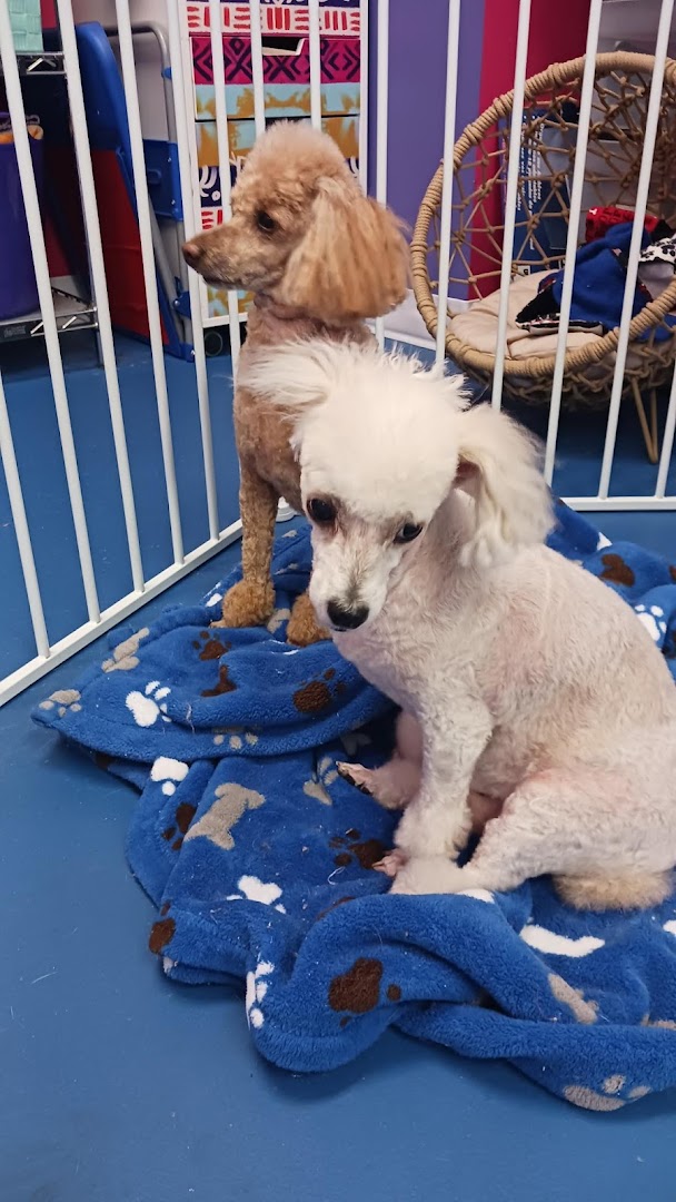 Bubbles and Biscuits Pet Spa and Social Club photo 41