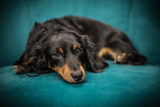 Photo de Centre de loisirs canin - Steph' Symbiose Education Canine à Bézu-Saint-Éloi (27660)