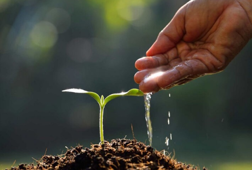 Reforestadora Santa Fe