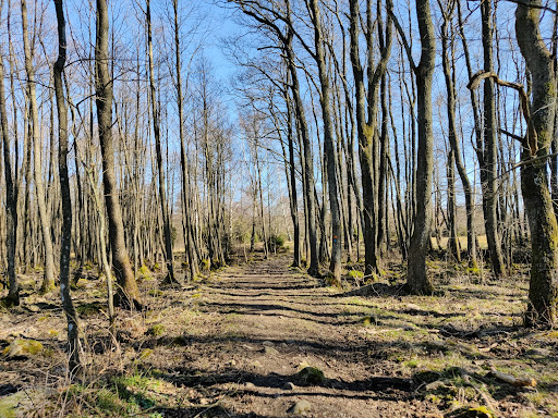 Jällabjär - Visual