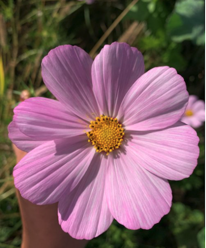 Field Blooms - Thumbnail