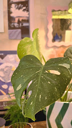 Photo n°9 de Les Fleurs à Paris (Magasin d'ameublement et de décoration)